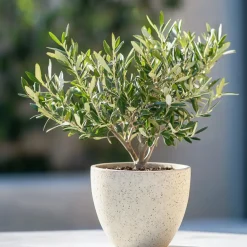 Planten|Bomen-Plant in a Box Olijfboom - Olea europaea - Hoogte 30-40cm - ⌀21cm