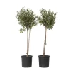 Plant in a Box Olijfboom - Set van 2 - Olea europaea - Hoogte 80-90cm - ⌀19cm