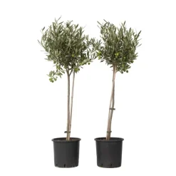 Plant in a Box Olijfboom - Set van 2 - Olea europaea - Hoogte 80-90cm - ⌀19cm