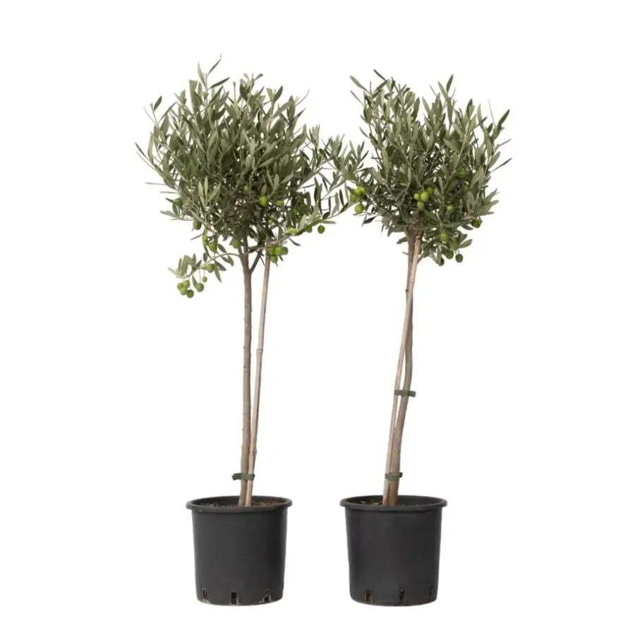 Plant in a Box Olijfboom - Set van 2 - Olea europaea - Hoogte 80-90cm - ⌀19cm