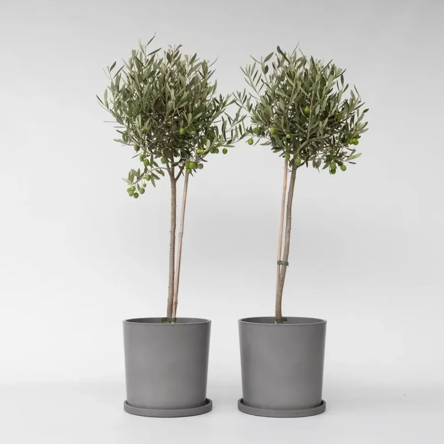 Plant in a Box Olijfboom - Set van 2 - Olea europaea - Hoogte 80-90cm - ⌀19cm