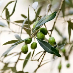 Plant in a Box Olijfboom - Set van 2 - Olea europaea - Hoogte 80-90cm - ⌀19cm