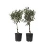 Plant in a Box Olijfboom - Set van 2 - Olea europaea - Hoogte 50-60cm - ⌀14cm