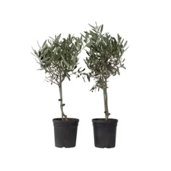 Plant in a Box Olijfboom - Set van 2 - Olea europaea - Hoogte 50-60cm - ⌀14cm