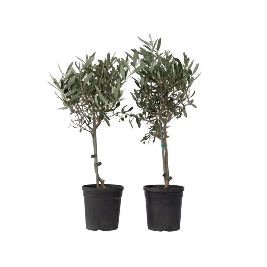 Plant in a Box Olijfboom - Set van 2 - Olea europaea - Hoogte 50-60cm - ⌀14cm
