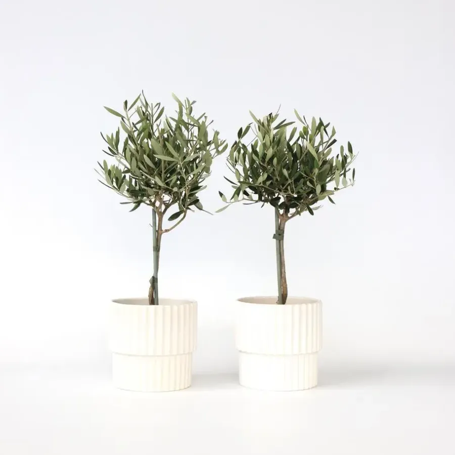 Plant in a Box Olijfboom - Set van 2 - Olea europaea - Hoogte 50-60cm - ⌀14cm