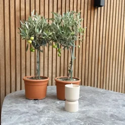 Plant in a Box Olijfboom - Set van 2 - Olea europaea - Hoogte 50-60cm - ⌀14cm
