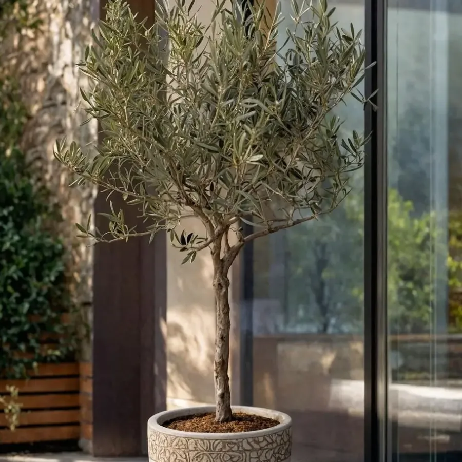 Plant in a Box Olijfboom - Set van 2 - Olea europaea - Hoogte 50-60cm - ⌀14cm