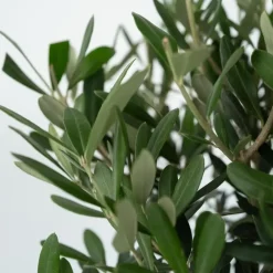 Planten|Bomen-Plant in a Box Olijfboom - Set van 2 - Olea europaea - Hoogte 90-100cm - ⌀21cm