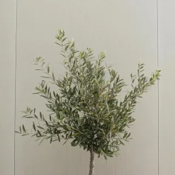 Planten|Bomen-Plant in a Box Olijfboom - Set van 2 - Olea europaea - Hoogte 90-100cm - ⌀21cm