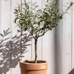 Planten|Bomen-Plant in a Box Olijfboom - Set van 2 - Olea europaea - Hoogte 90-100cm - ⌀21cm