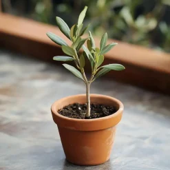 Planten|Bomen-Plant in a Box Olijfboom - Set van 2 - Olea europaea - Hoogte 25-40cm - ⌀9cm