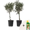 Plant in a Box Olijfboom - Set van 2 - Olea europaea - Hoogte 50-60cm - ⌀14cm