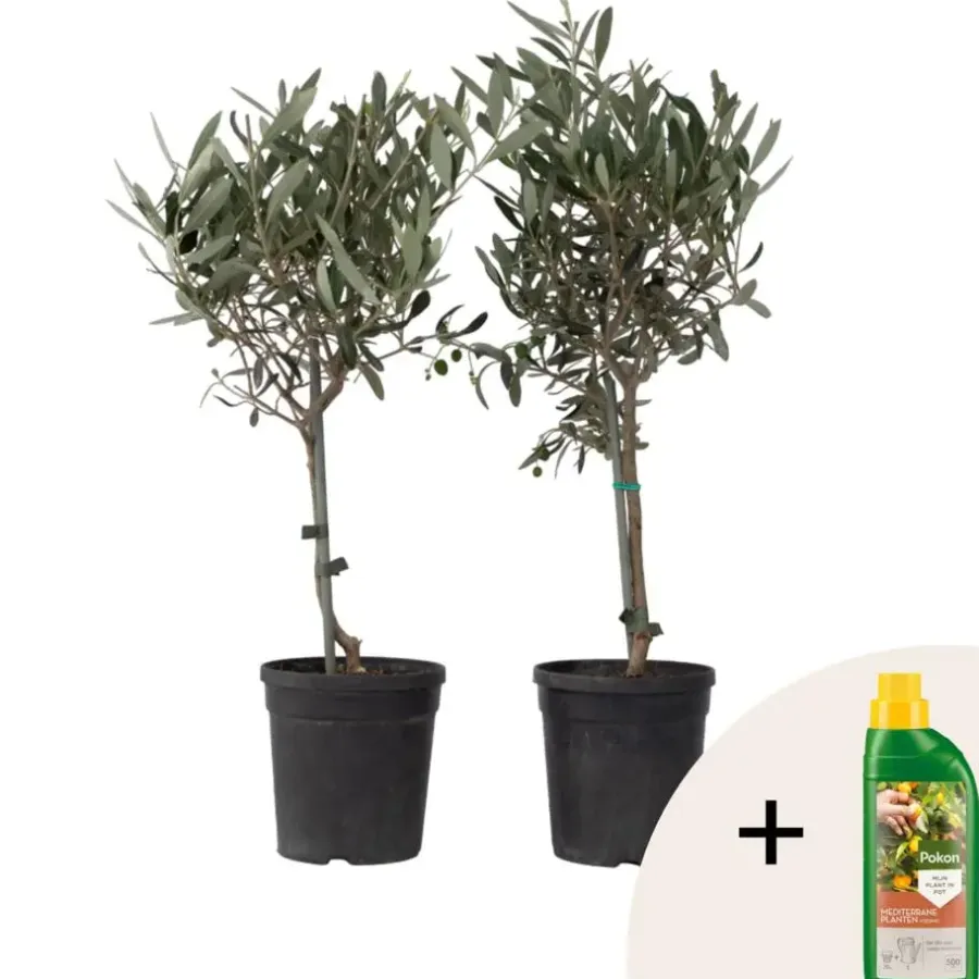 Plant in a Box Olijfboom - Set van 2 - Olea europaea - Hoogte 50-60cm - ⌀14cm