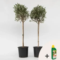 Plant in a Box Olijfboom met voeding - Set van 2 - Olea europaea - Hoogte 90-100cm - ⌀21cm