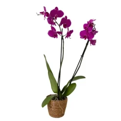 Kamerplanten-Plant in a Box Orchidee - Phalaenopsis - Hoogte 50-60cm - ⌀12cm