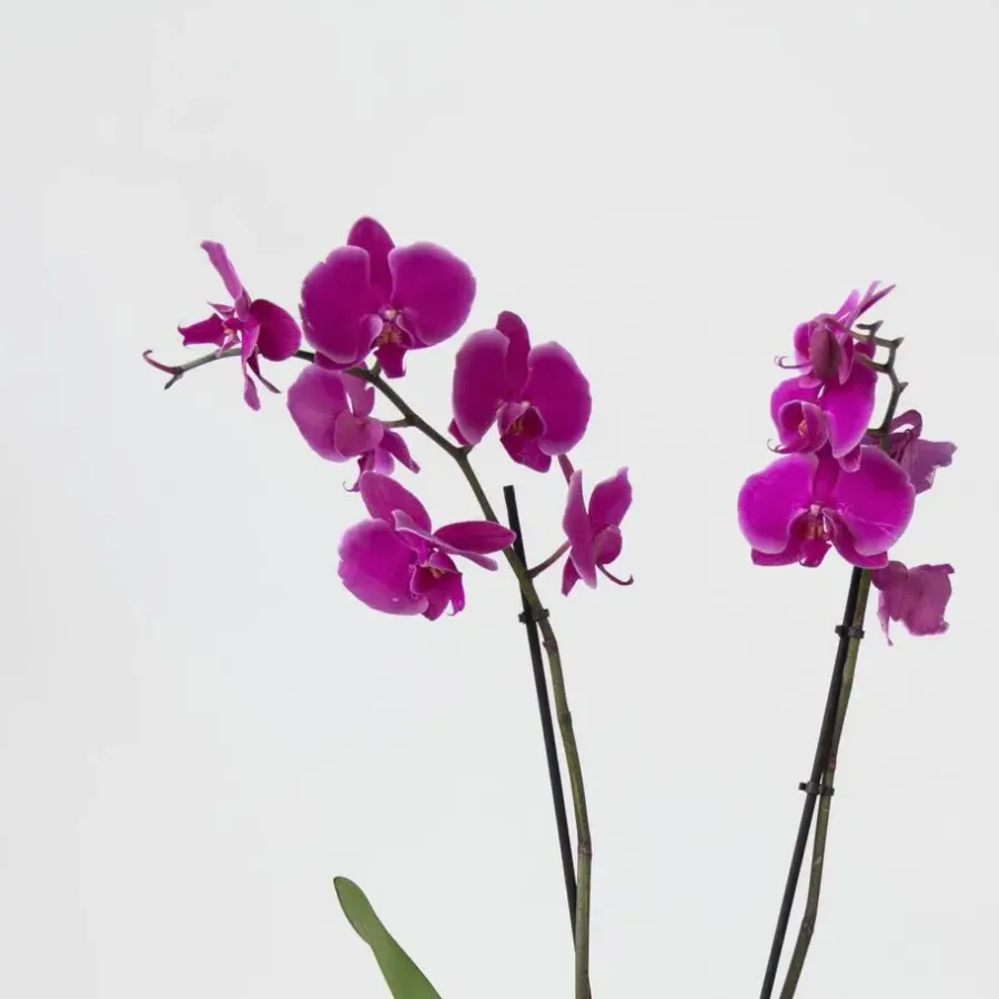Kamerplanten-Plant in a Box Orchidee - Phalaenopsis - Hoogte 50-60cm - ⌀12cm