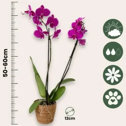 Kamerplanten-Plant in a Box Orchidee - Phalaenopsis - Hoogte 50-60cm - ⌀12cm