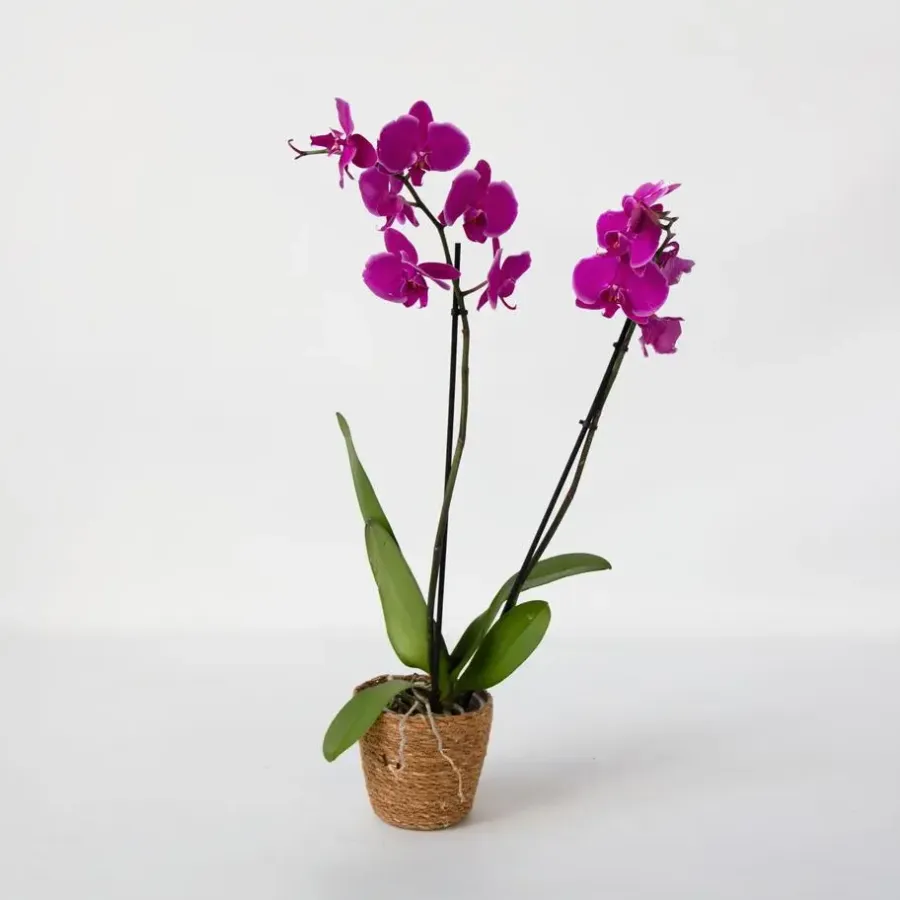 Kamerplanten-Plant in a Box Orchidee - Phalaenopsis - Hoogte 50-60cm - ⌀12cm