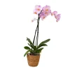 Kamerplanten-Plant in a Box Orchidee - Phalaenopsis - Hoogte 50-60cm - ⌀12cm