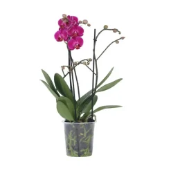 Kamerplanten-Plant in a Box Orchidee paars - Phalaenopsis Multiflora - Hoogte 35-45cm - ⌀12cm