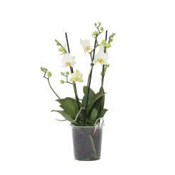Kamerplanten-Plant in a Box Orchidee wit - Phalaenopsis Multiflora - Hoogte 35-45cm - ⌀12cm