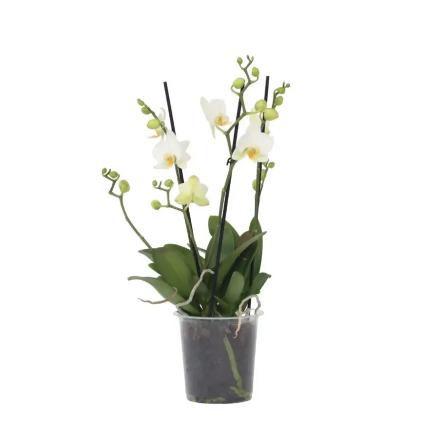 Kamerplanten-Plant in a Box Orchidee wit - Phalaenopsis Multiflora - Hoogte 35-45cm - ⌀12cm