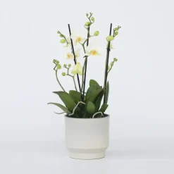 Kamerplanten-Plant in a Box Orchidee wit - Phalaenopsis Multiflora - Hoogte 35-45cm - ⌀12cm