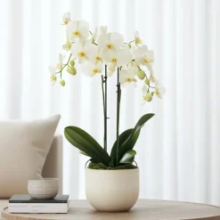 Kamerplanten-Plant in a Box Orchidee wit - Phalaenopsis Multiflora - Hoogte 35-45cm - ⌀12cm
