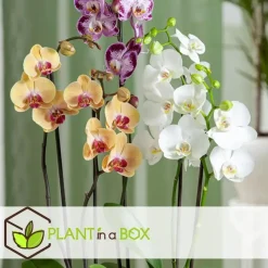 Kamerplanten-Plant in a Box Orchidee wit - Phalaenopsis Multiflora - Hoogte 35-45cm - ⌀12cm