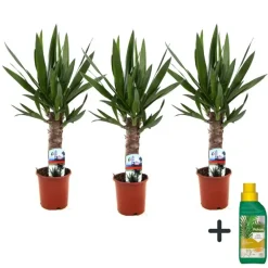 Kamerplanten-Plant in a Box Palmlelie - Set van 3 - Yucca elephantipes - Hoogte 50-60cm - ⌀14cm