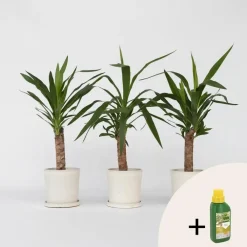 Kamerplanten-Plant in a Box Palmlelie - Set van 3 - Yucca elephantipes - Hoogte 50-60cm - ⌀14cm