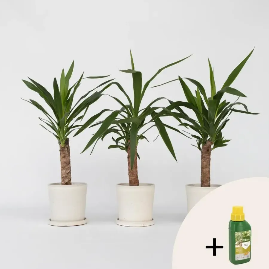 Kamerplanten-Plant in a Box Palmlelie - Set van 3 - Yucca elephantipes - Hoogte 50-60cm - ⌀14cm
