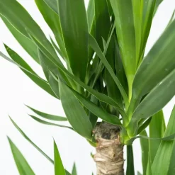 Kamerplanten-Plant in a Box Palmlelie - Set van 3 - Yucca elephantipes - Hoogte 50-60cm - ⌀14cm