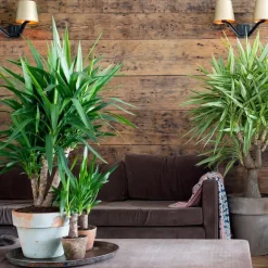 Kamerplanten-Plant in a Box Palmlelie - Set van 3 - Yucca elephantipes - Hoogte 50-60cm - ⌀14cm