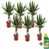 Kamerplanten-Plant in a Box Palmlelie - Set van 6 - Yucca elephantipes - Hoogte 50-60cm - ⌀14cm
