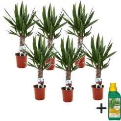 Kamerplanten-Plant in a Box Palmlelie - Set van 6 - Yucca elephantipes - Hoogte 50-60cm - ⌀14cm