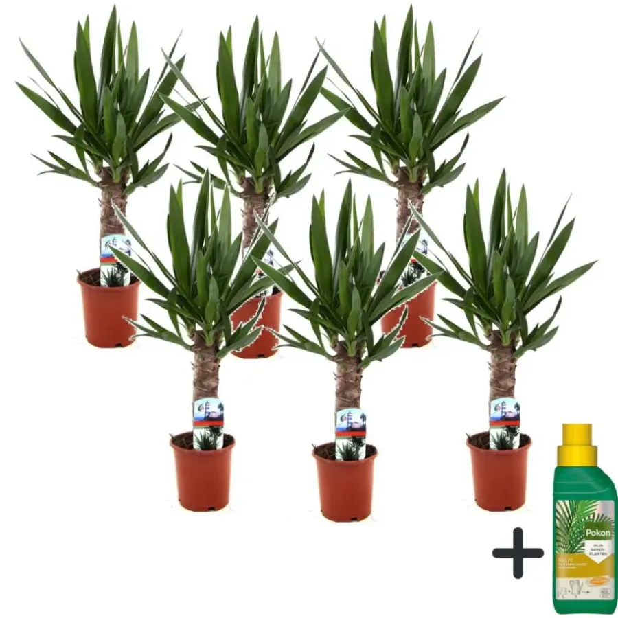 Kamerplanten-Plant in a Box Palmlelie - Set van 6 - Yucca elephantipes - Hoogte 50-60cm - ⌀14cm