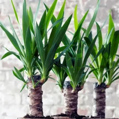 Kamerplanten-Plant in a Box Palmlelie - Set van 6 - Yucca elephantipes - Hoogte 50-60cm - ⌀14cm