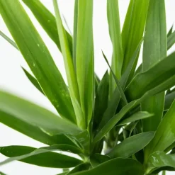 Kamerplanten-Plant in a Box Palmlelie - Set van 6 - Yucca elephantipes - Hoogte 50-60cm - ⌀14cm