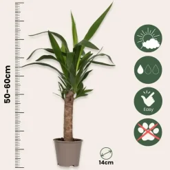 Kamerplanten-Plant in a Box Palmlelie - Set van 6 - Yucca elephantipes - Hoogte 50-60cm - ⌀14cm