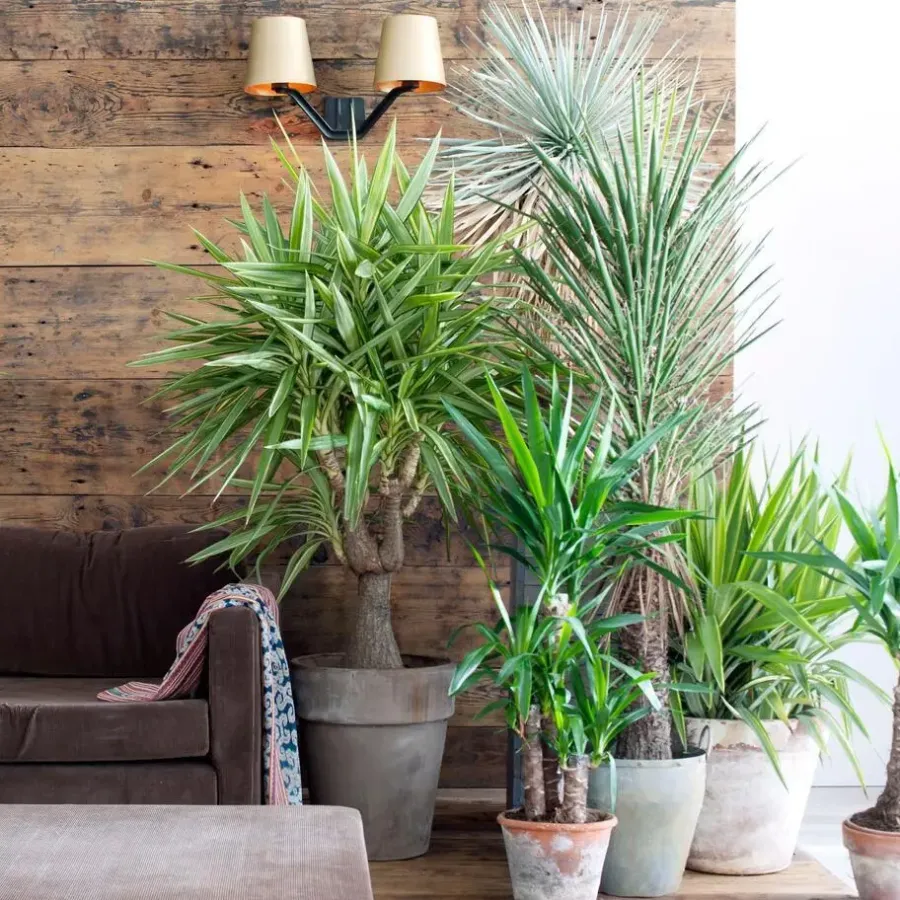 Kamerplanten-Plant in a Box Palmlelie - Set van 6 - Yucca elephantipes - Hoogte 50-60cm - ⌀14cm