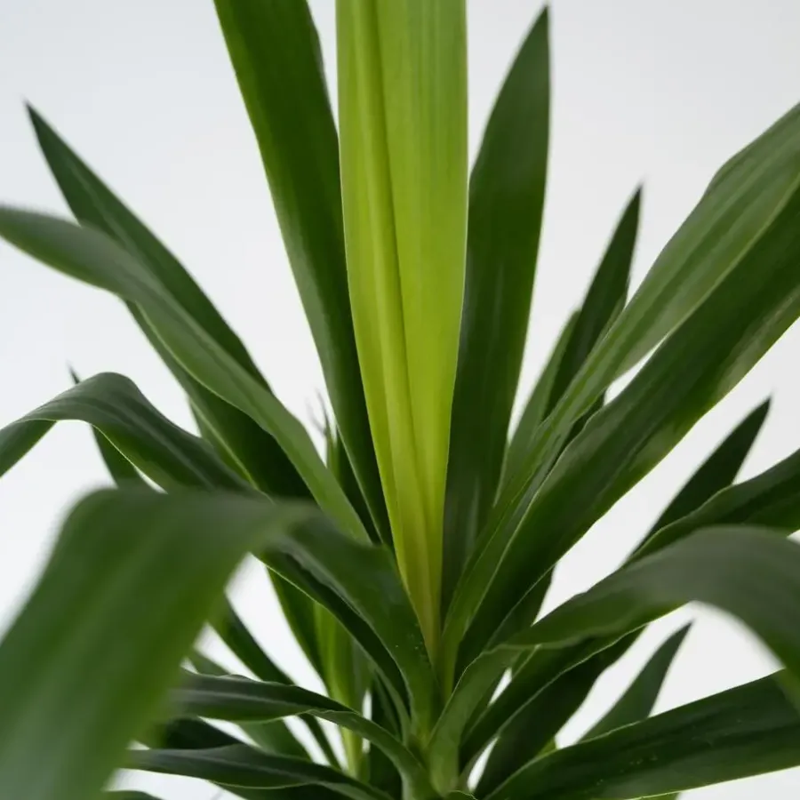 Kamerplanten-Plant in a Box Palmlelie - Set van 6 - Yucca elephantipes - Hoogte 50-60cm - ⌀14cm