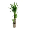 Plant in a Box Palmlelie - Yucca elephantipes - Hoogte 130-140cm - ⌀24cm
