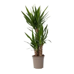 Kamerplanten-Plant in a Box Palmlelie - Yucca elephantipes - Hoogte 70-80cm - ⌀21cm