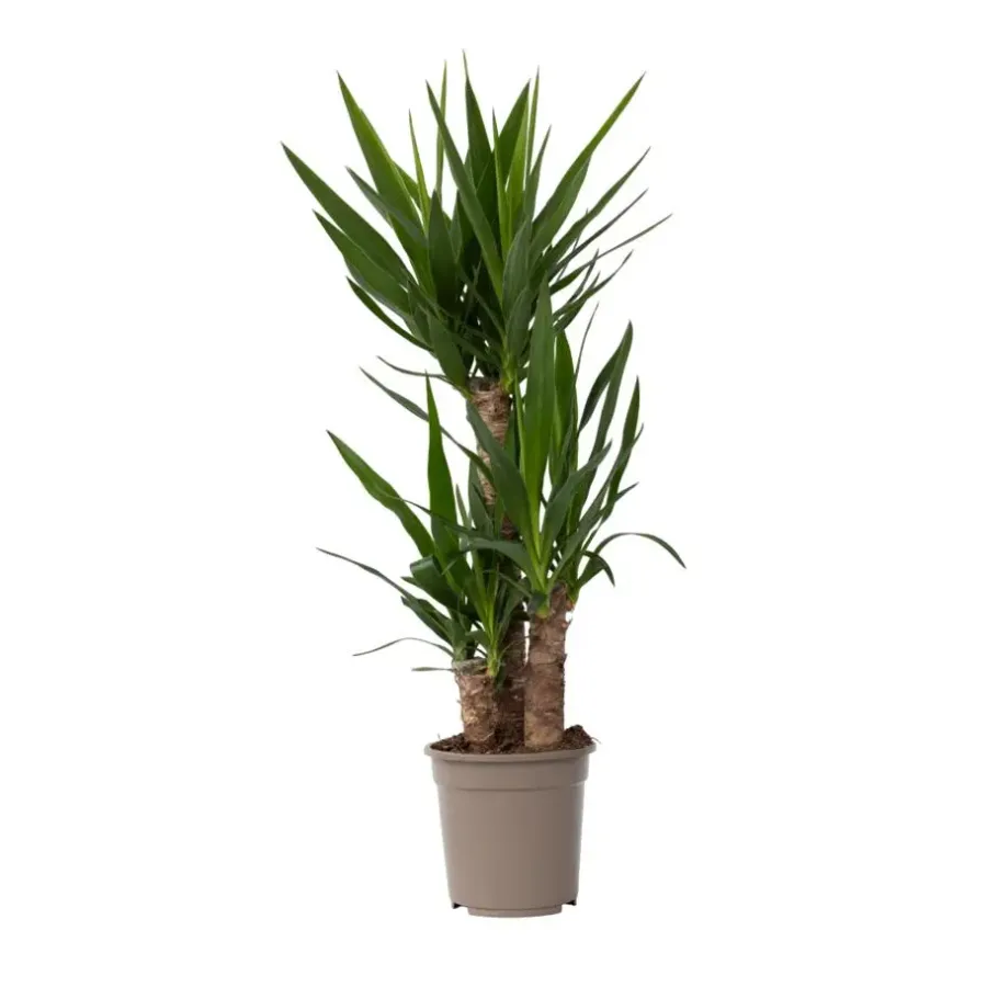Kamerplanten-Plant in a Box Palmlelie - Yucca elephantipes - Hoogte 70-80cm - ⌀21cm
