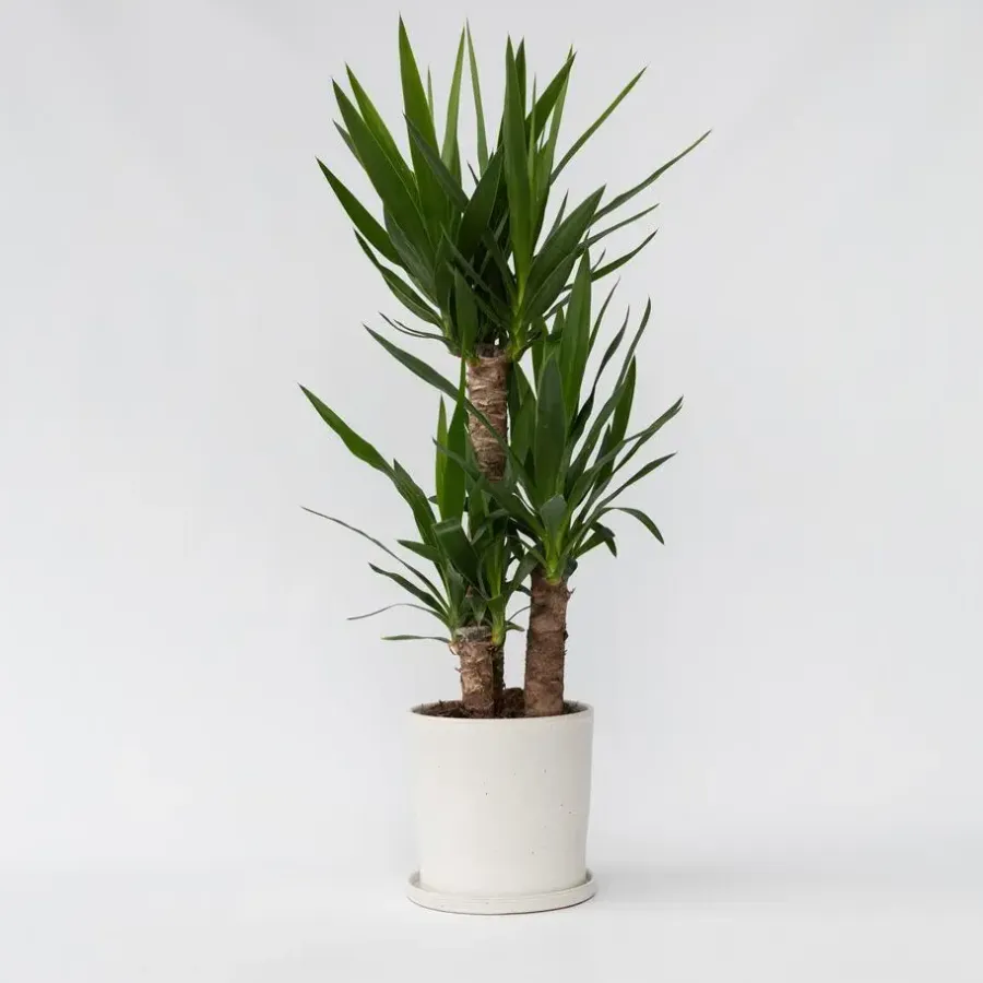 Kamerplanten-Plant in a Box Palmlelie - Yucca elephantipes - Hoogte 70-80cm - ⌀21cm