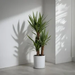 Kamerplanten-Plant in a Box Palmlelie - Yucca elephantipes - Hoogte 70-80cm - ⌀21cm