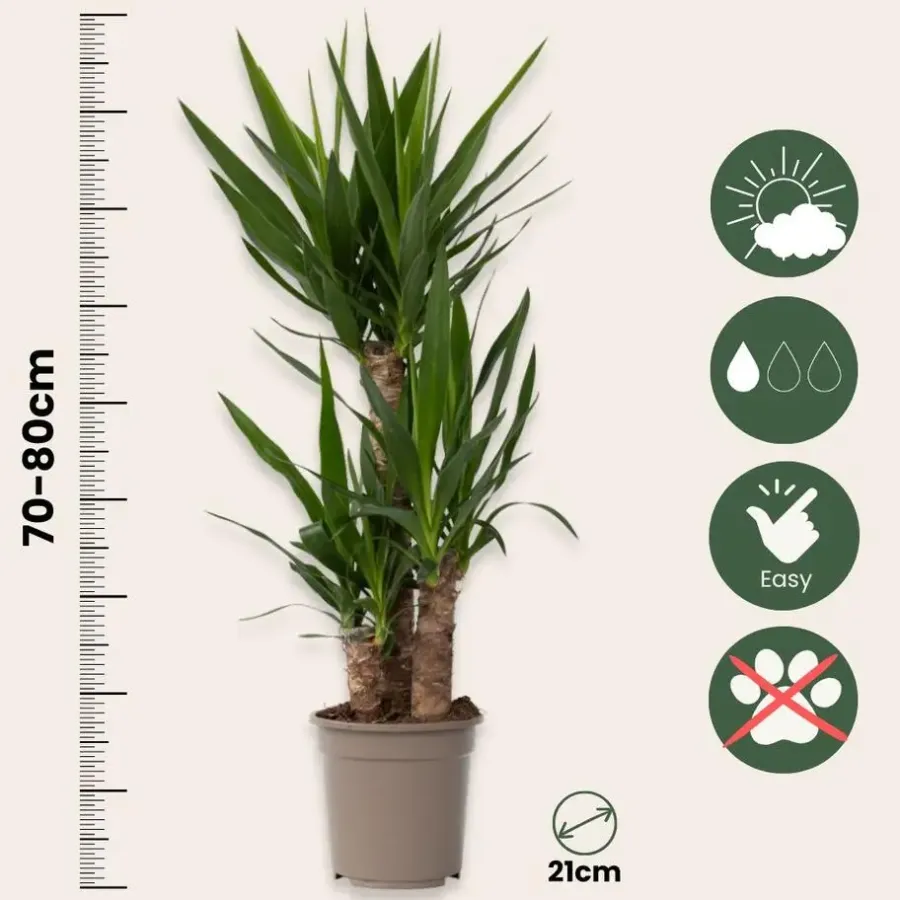Kamerplanten-Plant in a Box Palmlelie - Yucca elephantipes - Hoogte 70-80cm - ⌀21cm