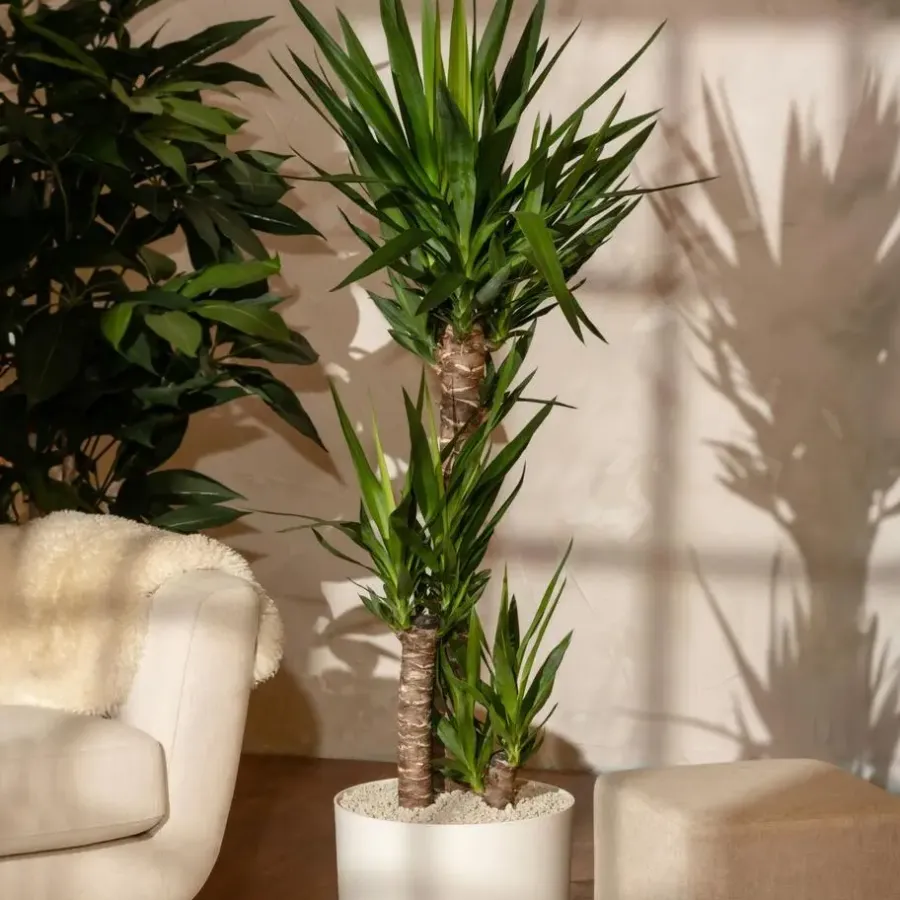 Kamerplanten-Plant in a Box Palmlelie - Yucca elephantipes - Hoogte 70-80cm - ⌀21cm